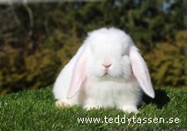 Teddytassens Phenix